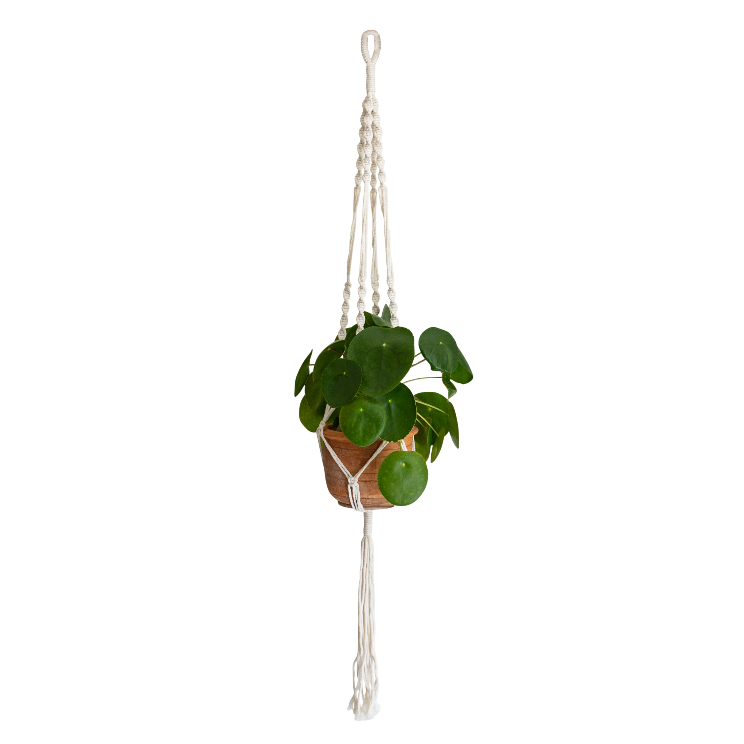 QUVIO Plantenhanger gevlochten touw met spiralen - Wit - QUVIO Plantenhanger gevlochten touw met spiralen - Wit -